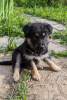 Foto №1. mischlingshund - zum Verkauf in der Stadt Москва | Frei | Ankündigung № 102260