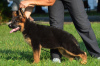Zusätzliche Fotos: TSARI & GRANT Deutscher Schäferhund-Zwinger bietet Welpen an