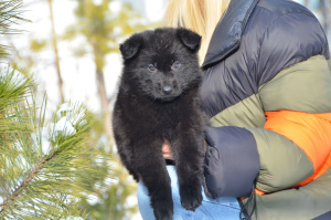 Zusätzliche Fotos: Hündin, Schäferhund von 19.11., schwarz mit FCI-Papieren