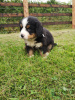 Foto №3. Süße Berner Sennenwelpen zur kostenlosen Adoption. Deutschland