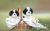 Foto №2 zu Ankündigung № 100617 zu verkaufen cavalier king charles spaniel - einkaufen Weißrussland vom kindergarten