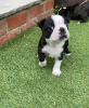 Foto №3. Entzückende Boston Terrier-Welpen zur kostenlosen Adoption. Deutschland