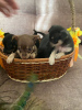 Zusätzliche Fotos: Verkaufe Toy Terrier Welpen
