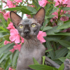 Foto №1. sphynx cat - zum Verkauf in der Stadt Simferopol | verhandelt | Ankündigung № 10414