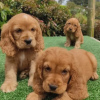 Foto №1. english cocker spaniel - zum Verkauf in der Stadt Toulouse | 400€ | Ankündigung № 31688