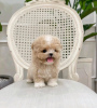 Foto №3. Teacup Pudelwelpen zur Adoption Business WhatsApp 37256062792. Finnland