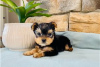 Foto №3. Teacup Yorkshire Terrier Welpe zur kostenlosen Adoption. Deutschland