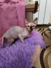 Foto №4. Ich werde verkaufen sphynx cat in der Stadt Stary Oskol. vom kindergarten - preis - 398€