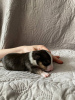 Zusätzliche Fotos: Miniatur Bullterrier Welpen