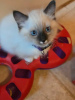 Foto №1. ragdoll-katze - zum Verkauf in der Stadt Москва | 426€ | Ankündigung № 113474