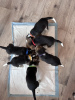 Foto №1. beagle - zum Verkauf in der Stadt Fullerton | 331€ | Ankündigung № 100214