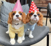 Foto №1. cavalier king charles spaniel - zum Verkauf in der Stadt Kingston | verhandelt | Ankündigung № 51360