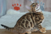 Zusätzliche Fotos: Wunderschöne Bengal Kitten abzugeben!
