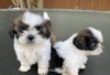 Foto №3. Shih tzu puppies for adoption. Deutschland