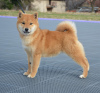 Foto №3. Shiba Inu-Welpen. Serbien