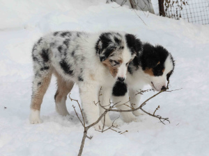 Zusätzliche Fotos: Welpen zum Verkauf Australian Shepherd (Aussie)