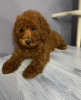 Foto №3. Miniature red poodle puppies. Serbien