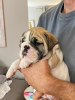 Foto №3. Englische Bulldogge. Serbien