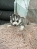 Foto №2 zu Ankündigung № 108612 zu verkaufen siberian husky - einkaufen USA quotient 	ankündigung