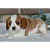 Foto №4. Ich werde verkaufen cavalier king charles spaniel in der Stadt Даллас. quotient 	ankündigung - preis - 284€