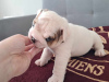 Zusätzliche Fotos: Englische Bulldogge fci