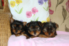 Foto №1. yorkshire terrier - zum Verkauf in der Stadt Франкфурт-на-Майне | 550€ | Ankündigung № 123054