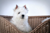 Foto №1. west highland white terrier - zum Verkauf in der Stadt Москва | 739€ | Ankündigung № 41876