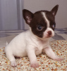 Zusätzliche Fotos: Chihuahua Schokoladenjunge