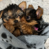 Foto №1. yorkshire terrier - zum Verkauf in der Stadt Rotterdam-Albrandswaard | 480€ | Ankündigung № 116180