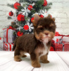 Foto №2 zu Ankündigung № 8353 zu verkaufen yorkshire terrier - einkaufen Russische Föderation quotient 	ankündigung