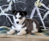 Foto №2 zu Ankündigung № 45897 zu verkaufen siberian husky - einkaufen USA 