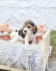 Foto №4. Ich werde verkaufen beagle in der Stadt Nürnberg. quotient 	ankündigung, vom kindergarten, aus dem tierheim - preis - Frei