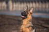 Foto №2 zu Ankündigung № 10448 zu verkaufen deutscher schäferhund - einkaufen Russische Föderation züchter