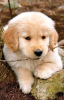 Foto №2 zu Ankündigung № 46546 zu verkaufen golden retriever - einkaufen USA quotient 	ankündigung