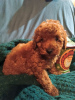 Foto №3. Miniature poodles. Serbien