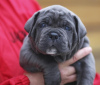 Zusätzliche Fotos: CANE CORSO puppies