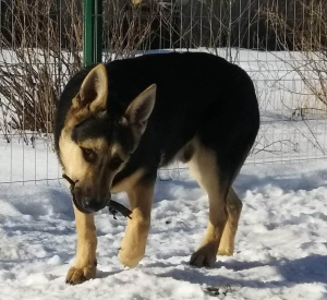 Foto №4. Ich werde verkaufen osteuropäischer schäferhund in der Stadt Москва. quotient 	ankündigung - preis - verhandelt