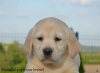 Foto №2 zu Ankündigung № 99379 zu verkaufen labrador retriever - einkaufen Serbien züchter