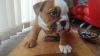 Foto №4. Ich werde verkaufen englische bulldogge in der Stadt Berlin.  - preis - 400€