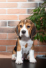 Foto №3. Gesunde süße Beagle-Welpen stehen jetzt zum Verkauf. USA