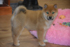 Foto №3. Beautiful shiba inu. Österreich