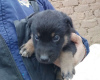 Foto №1. mischlingshund - zum Verkauf in der Stadt Minsk | Frei | Ankündigung № 21940