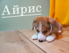 Foto №2 zu Ankündigung № 47151 zu verkaufen welsh corgi - einkaufen Russische Föderation züchter