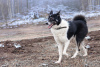 Foto №2 zu Ankündigung № 95969 zu verkaufen mischlingshund - einkaufen Russische Föderation quotient 	ankündigung