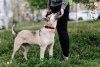 Foto №1. mischlingshund - zum Verkauf in der Stadt Москва | Frei | Ankündigung № 71645
