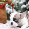 Foto №3. Erstaunlich seltene Farbe French Bulldog Merle Welpe männlich und weiblich. Niederlande