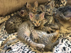 Zusätzliche Fotos: Leidenschaftliche Savannah-Kätzchen mit Stammbaum zum Verkauf an ein liebevolles