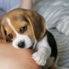 Foto №2 zu Ankündigung № 107790 zu verkaufen beagle - einkaufen Finnland quotient 	ankündigung, züchter