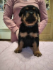 Foto №3. Verkauf von Rottweiler-Welpen mit Stammbaum KSU von Stammbaum-Eltern. Ukraine