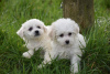 Foto №3. Reinrassige Bichon Frise-Welpen ab sofort verfügbar. Deutschland